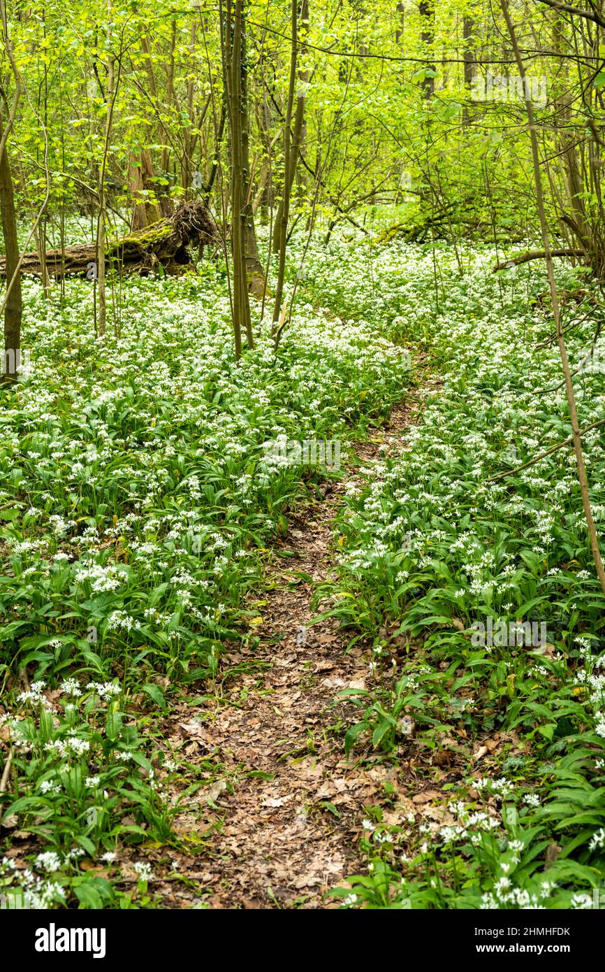 Foresta, sentiero, aglio selvatico fiorito (Allium ursinum), specie vegetali del genere Allium. Foto Stock