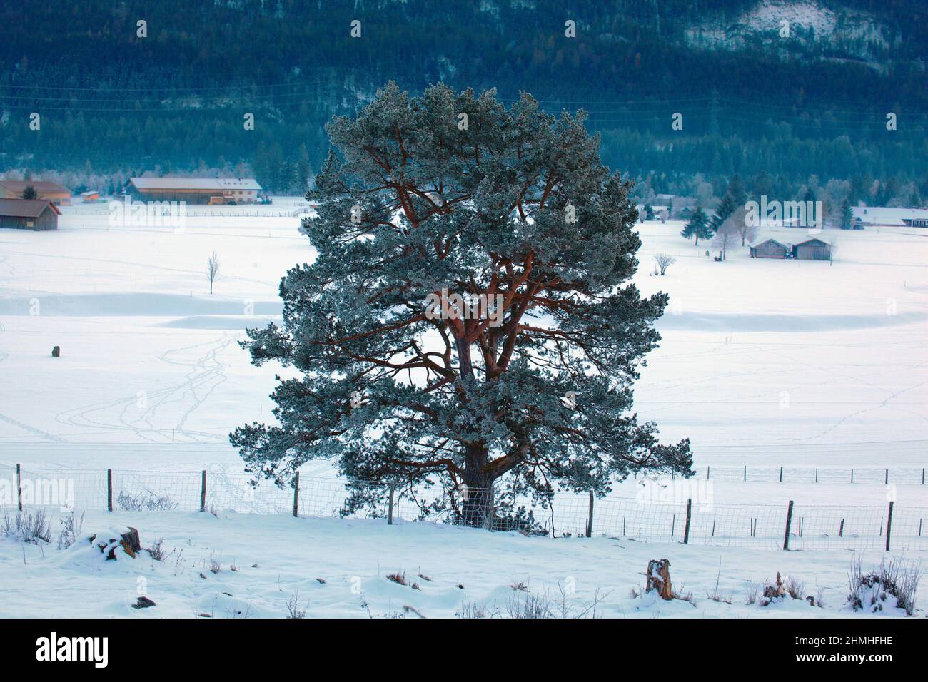 Caratteristico pino vecchio in inverno vicino a Wallgau, alta Baviera, Germania Foto Stock