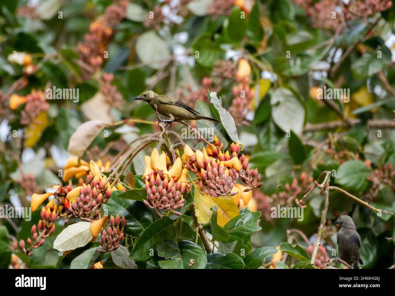 Uccelli di palma Tanager in un albero tropicale insolito ed esotico conosciuto come la palude o immortelle d'acqua, Erythrina Fusca. Trinidad, Indie Occidentali Foto Stock
