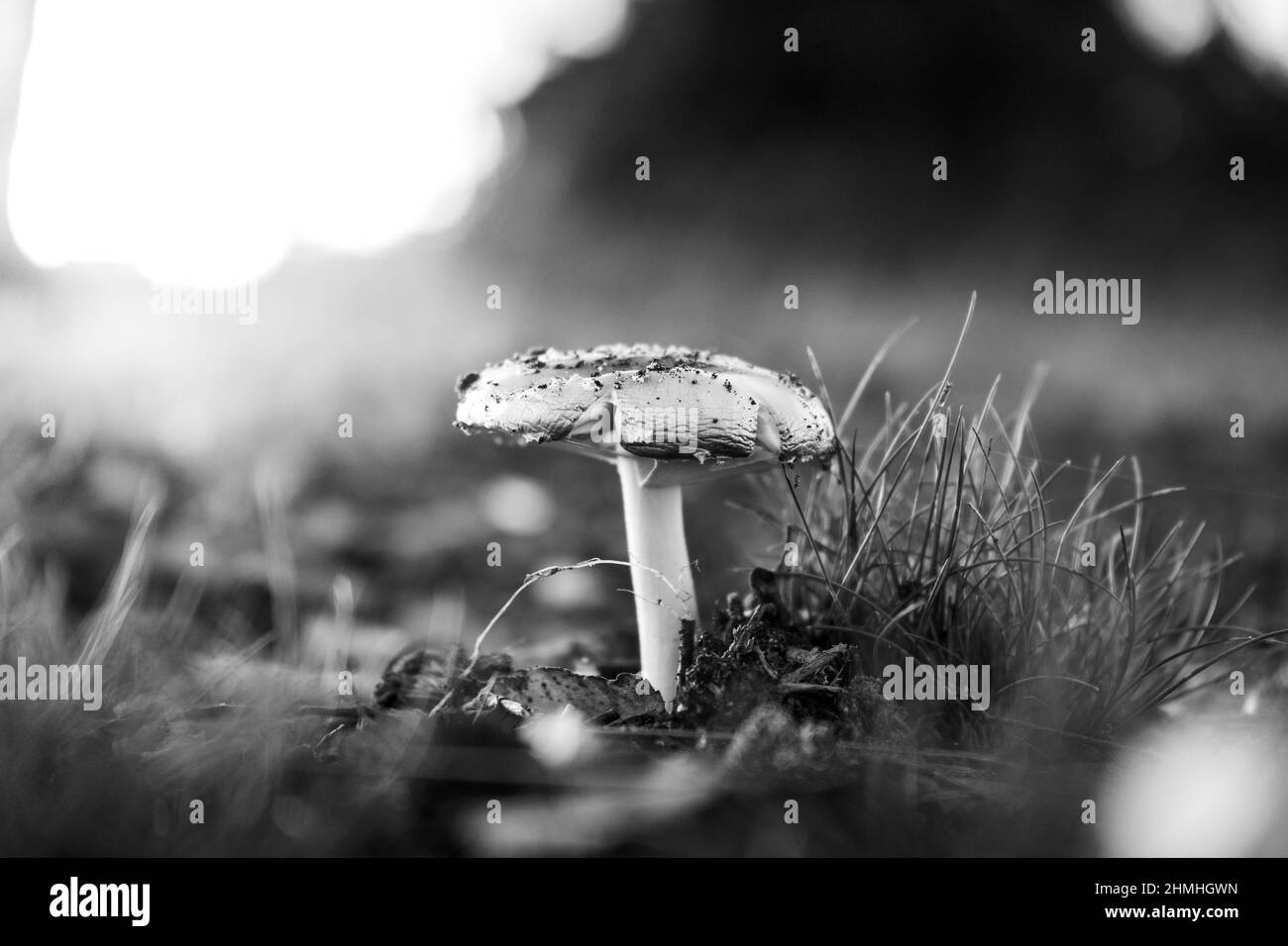 Primo piano in bianco e nero di un fungo bianco su uno sfondo sfocato Foto Stock