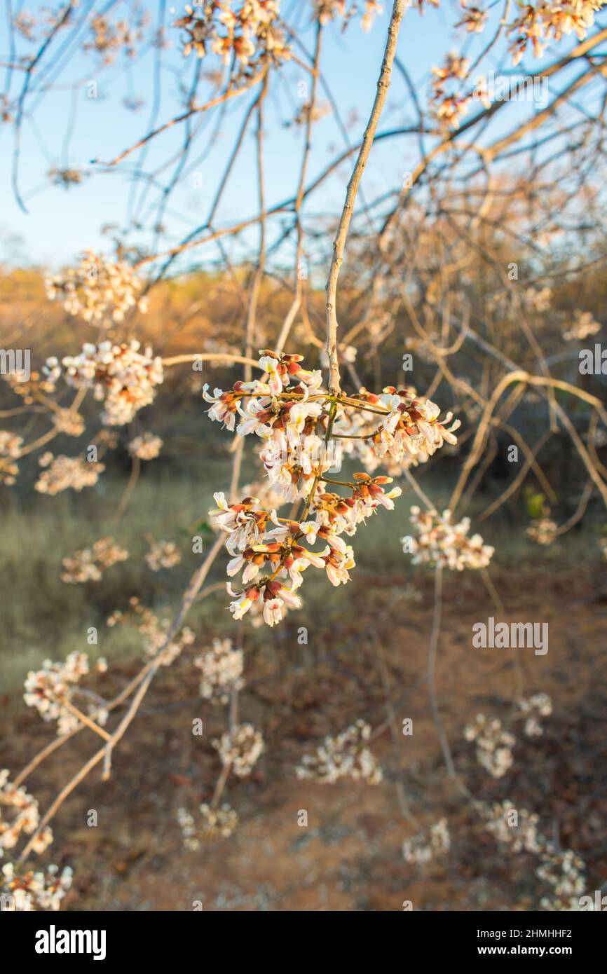 Primo piano dei fiori del Pau moco (Luetzelburgia auricolata), albero nativo del bioma di Caatinga che fiorisce nella stagione secca (Oeiras, Brasile) Foto Stock