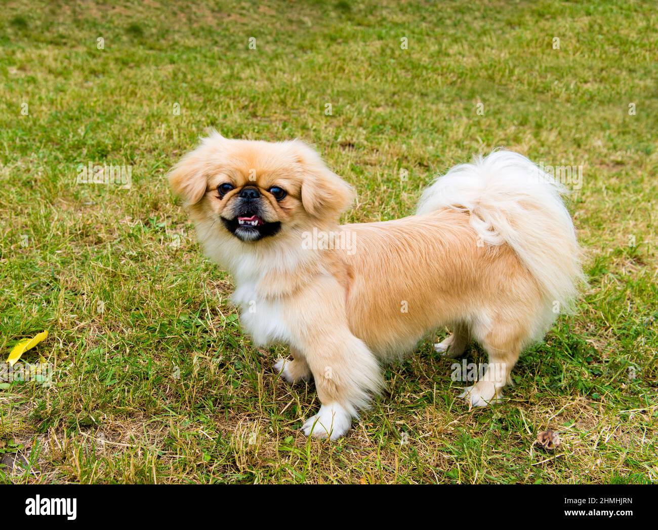 Pekingese si alza. Pekingese è sull'erba nel parco. Foto Stock