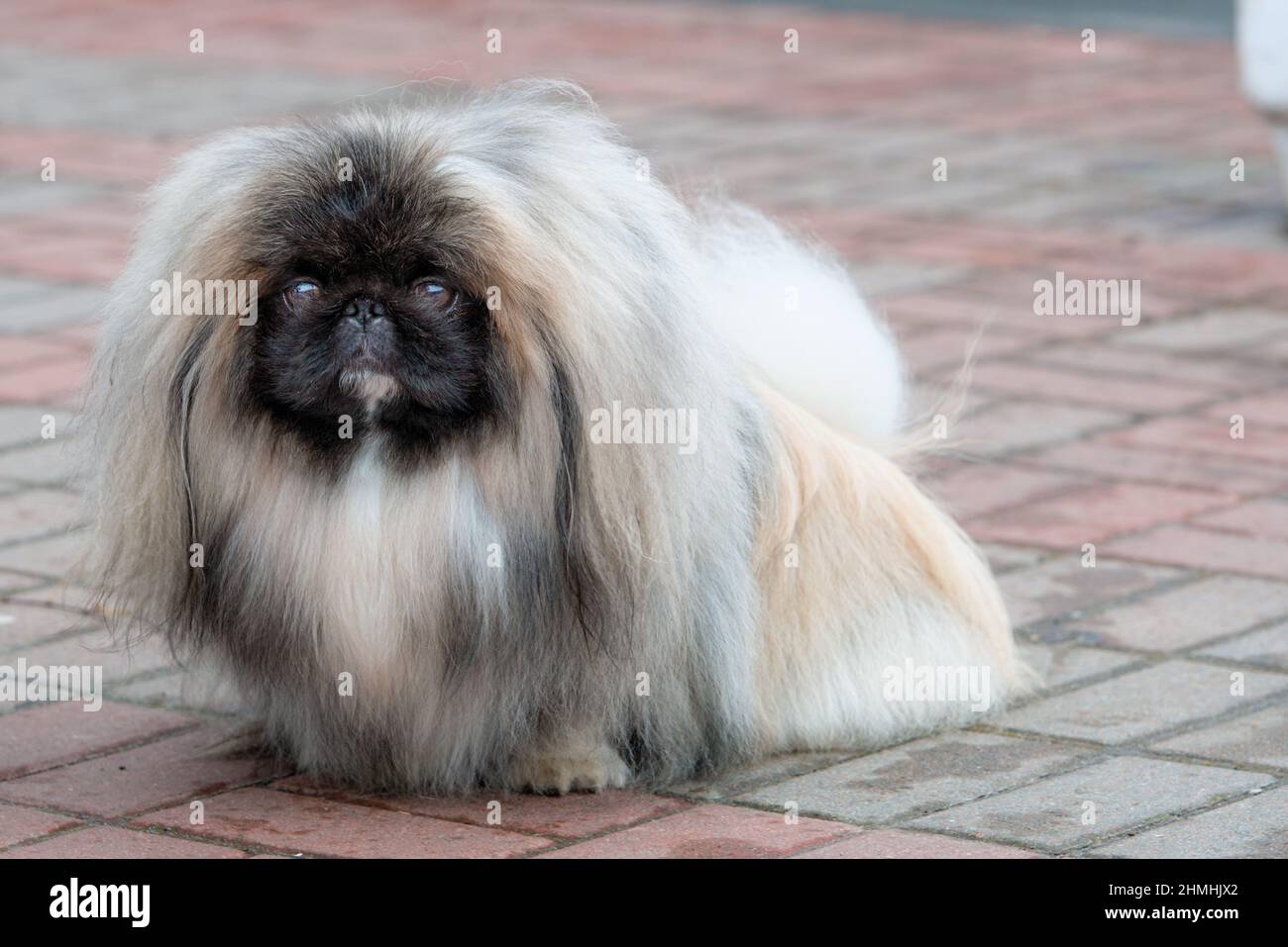 Pekingese, cane leone, peke. Pekingese è in mostra. Foto Stock