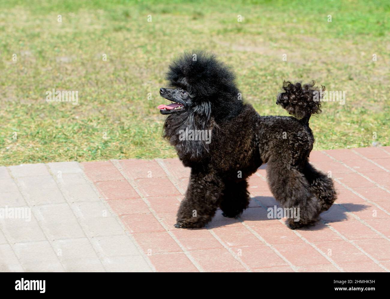 Scarpetta nera nel profilo. Il Poodle si trova nel parco. Foto Stock