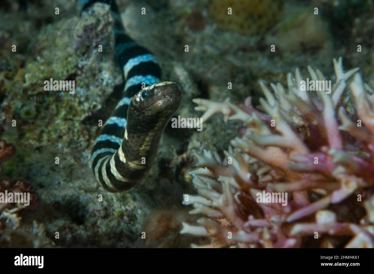 Un serpente di mare (Krait di mare Banded) è in fase di caccia, un colpo notturno, Panglao, Filippine Foto Stock