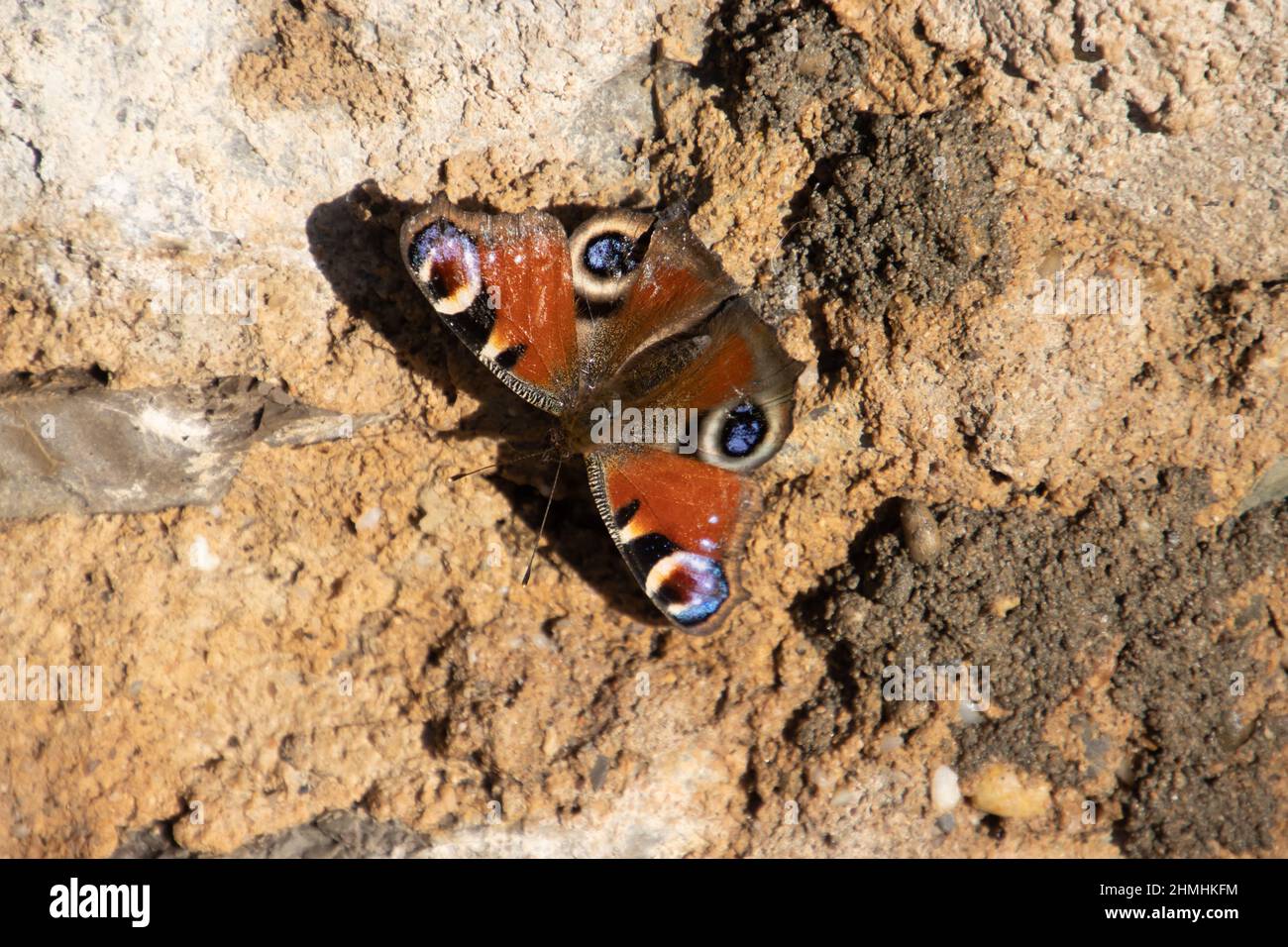 Farfalla di pavone seduta su un muro di pietra, chiamato anche io Aglais Foto Stock