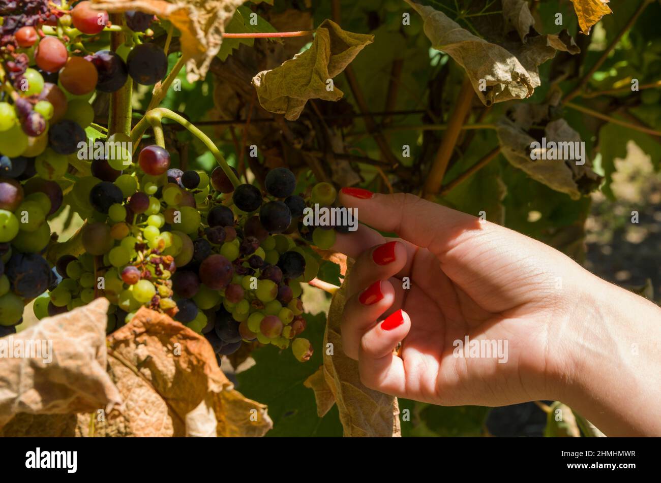 Donna raccolta a mano / tenuta mazzo di uve da vino in vigna Foto Stock
