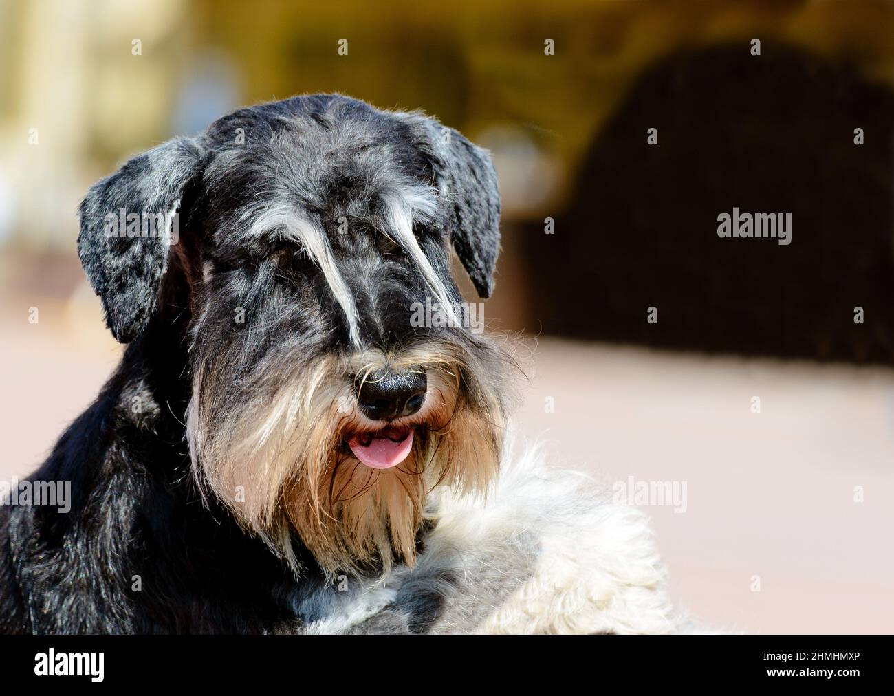 Ritratto in miniatura di Schnauzer in pieno volto. Il Miniature Schnauzer si trova nel parco cittadino. Foto Stock