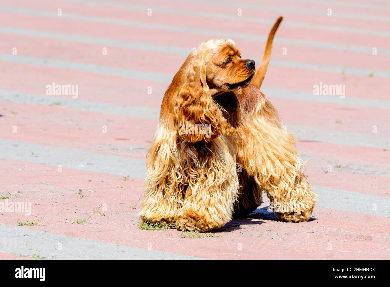 Cocker Spaniel guarda da parte. Il Cocker Spaniel inglese si trova sul tavolo. Foto Stock