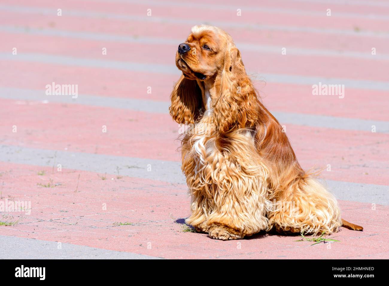 Cocker Spaniel sedili in profilo. La Cocker Spaniel inglese si trova sul tavolo. Foto Stock