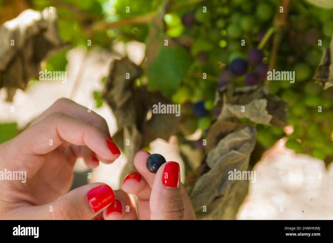 Donna raccolta a mano / tenuta mazzo di uve da vino in vigna Foto Stock