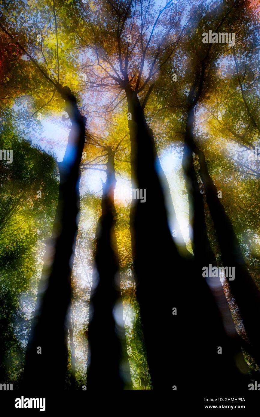 Esseri terreni assorbono anidride carbonica nell'area naturale di Holland Ponds, Shelby Township, Michigan, USA Foto Stock