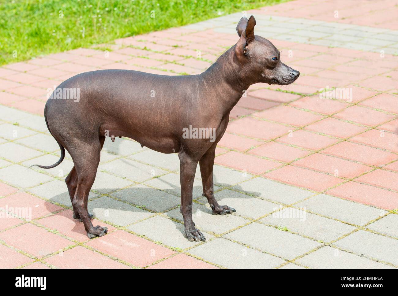 Xoloitzcuintli cane senza capelli. Il cane senza capelli Xoloitzcuintli si trova nel parco. Foto Stock
