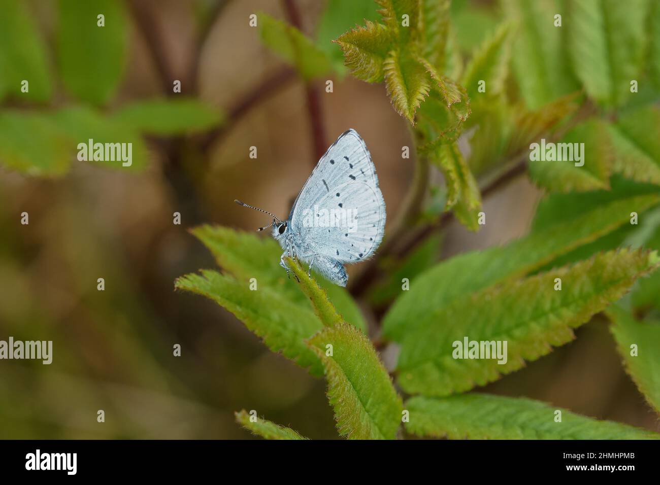 Il blu sacro (Celastrina argiolus) è una farfalla appartenente alla famiglia dei Lycaenidi o blues ed è originaria dell'Eurasia e del Nord America. Foto Stock