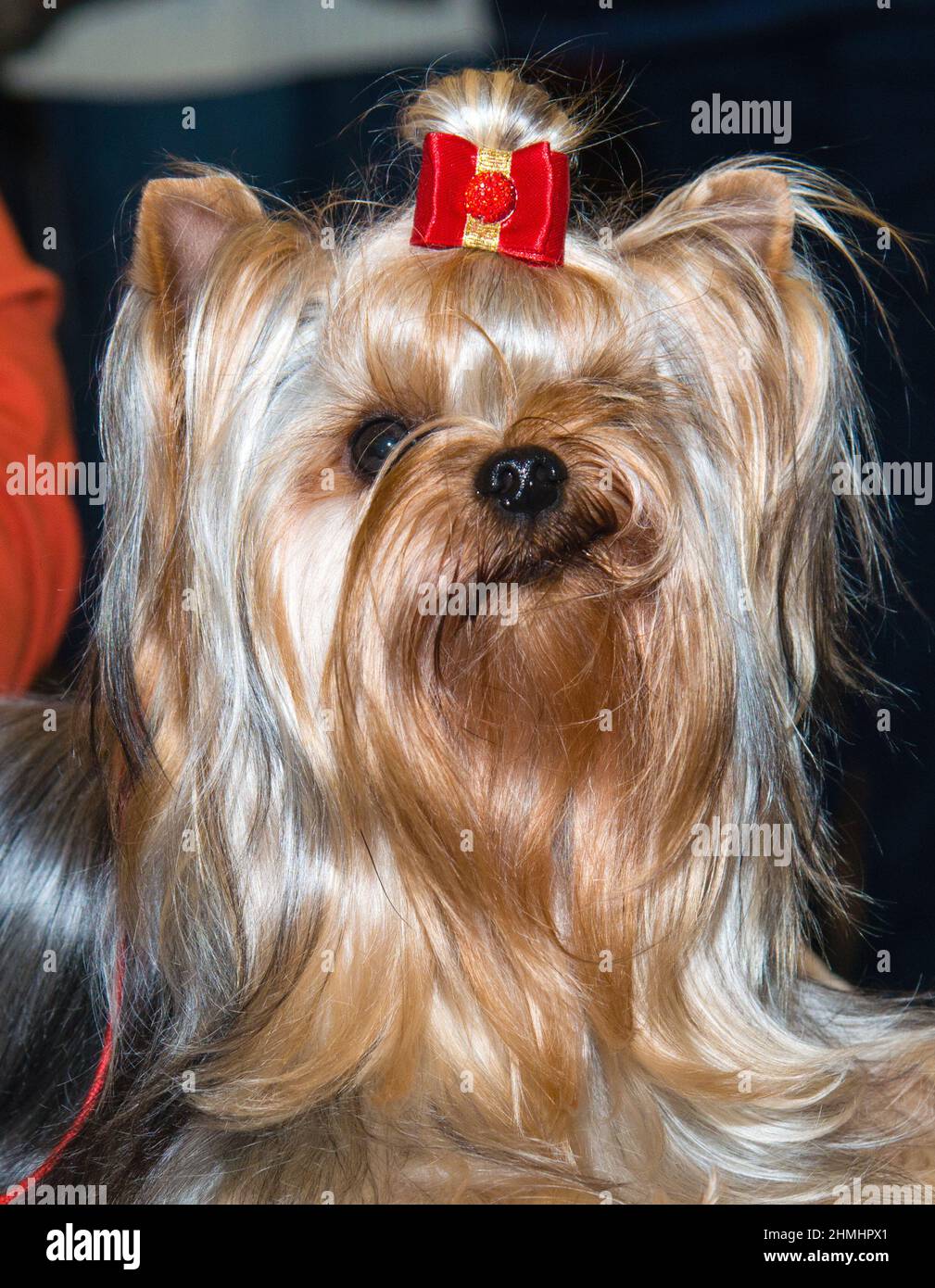 Ritratto di Yorkshire Terrier. Lo Yorkshire Terrier è in mostra. Foto Stock