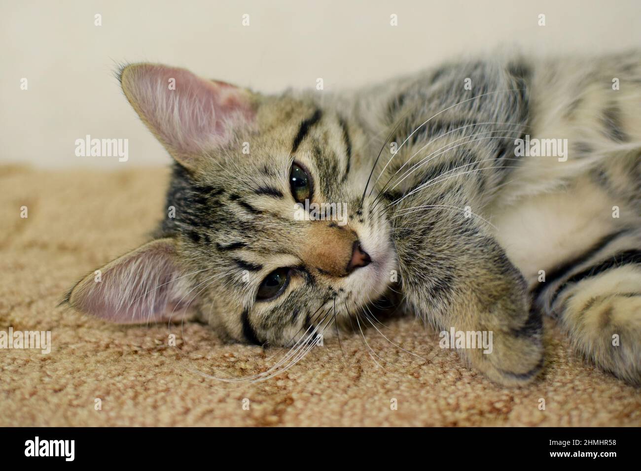 Cute sonnolenta tabby gattino guarda in su. Ritratto di un gattino di Bobtail Kurilian. Foto Stock