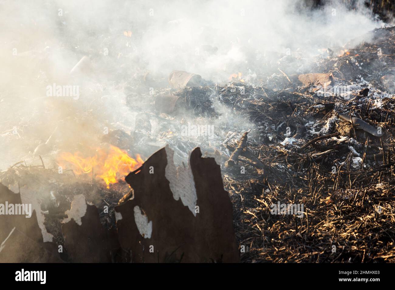 Sfondo con ceneri d'erba bruciate. Pianta cenere sul campo dopo il fuoco bruciato. Foto Stock