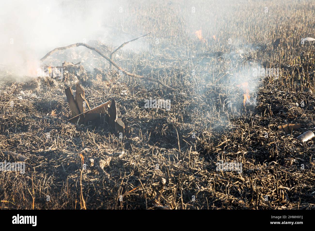 Sfondo con ceneri d'erba bruciate. Pianta cenere sul campo dopo il fuoco bruciato. Foto Stock