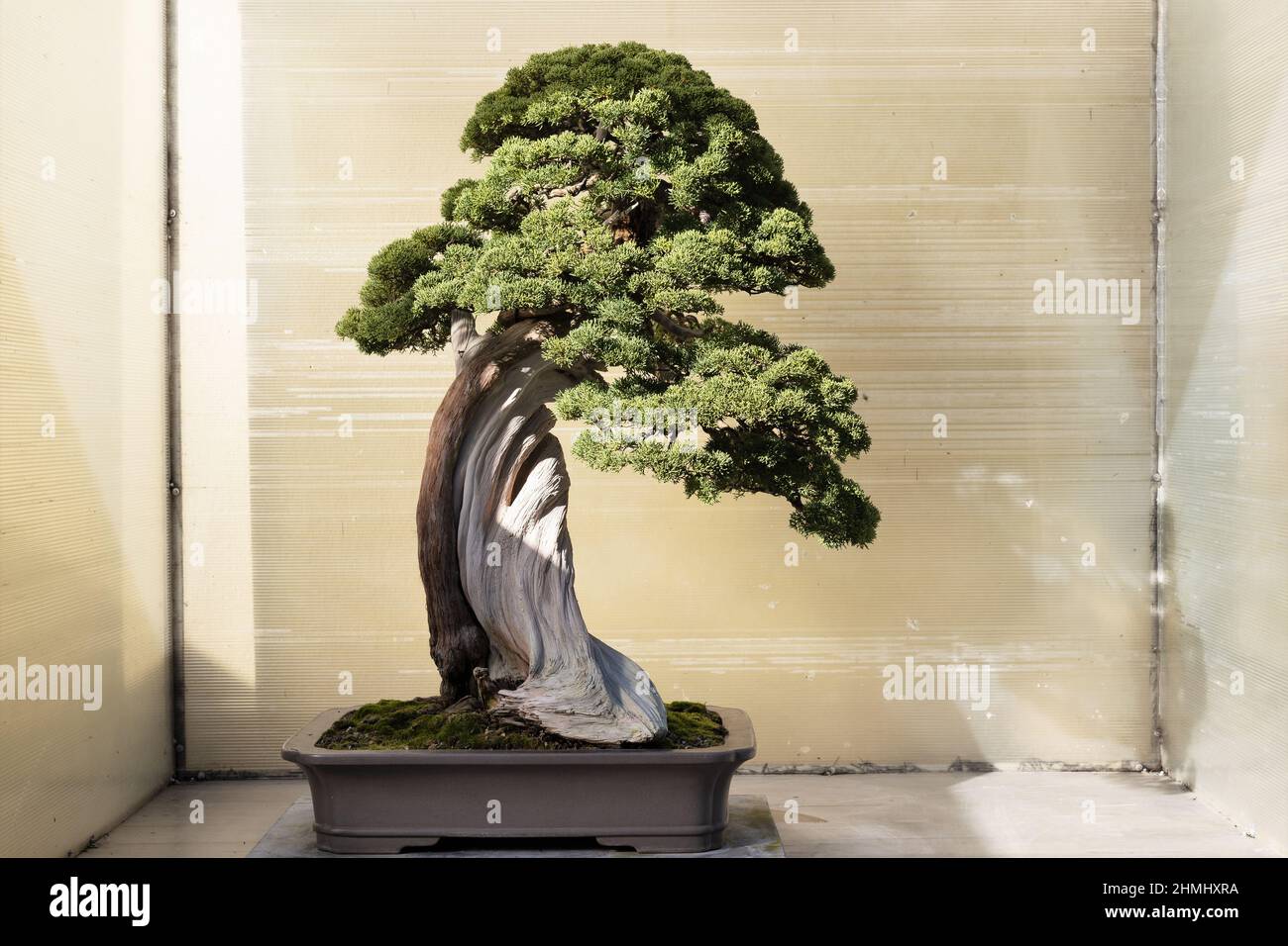 Ginepro cinese sull'albero del bonsai Sierra Juniper in mostra al Pacific Bonsai Museum in Federal Way, Washington. Foto Stock