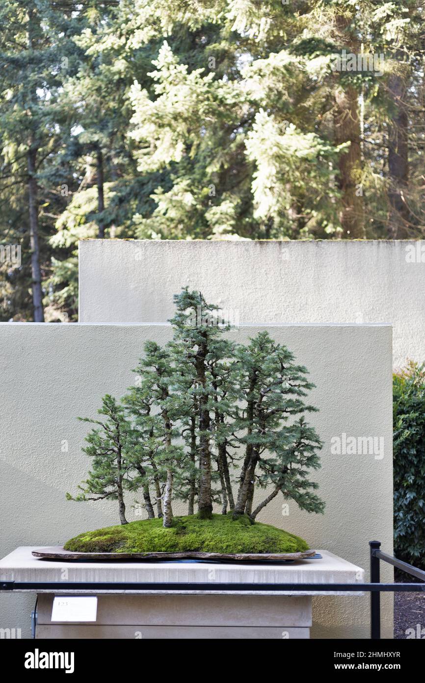 Abete bonsai immagini e fotografie stock ad alta risoluzione - Alamy