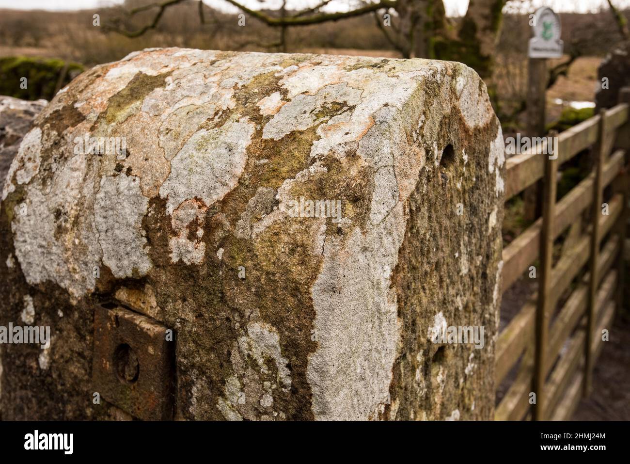 Modello astratto creato da lichen tipo growths su un montante di pietra verticale. Si trova in una zona ad aria pulita all'interno del Parco Nazionale Yorkshire Dales. Foto Stock