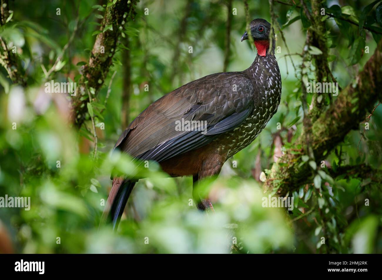 crested guan (Penelope purascens), Parque Nacional Braulio Carrillo, Costa Rica, America Centrale Foto Stock