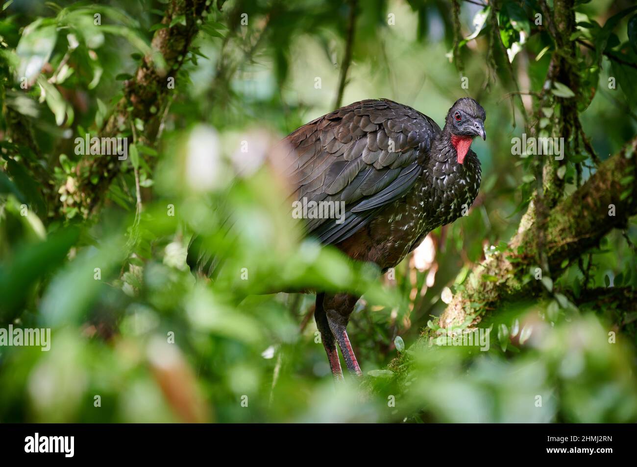 crested guan (Penelope purascens), Parque Nacional Braulio Carrillo, Costa Rica, America Centrale Foto Stock