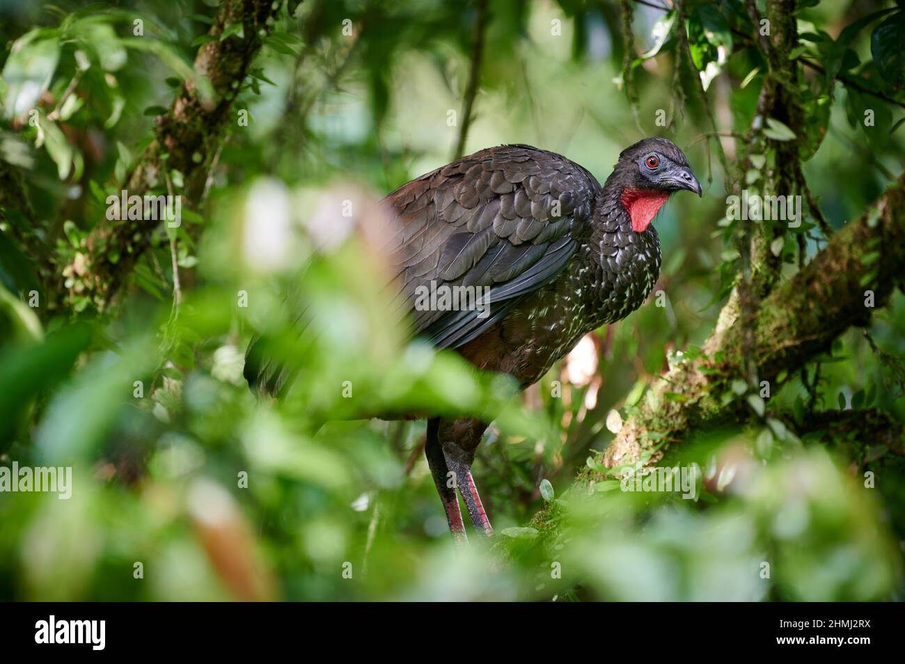 crested guan (Penelope purascens), Parque Nacional Braulio Carrillo, Costa Rica, America Centrale Foto Stock