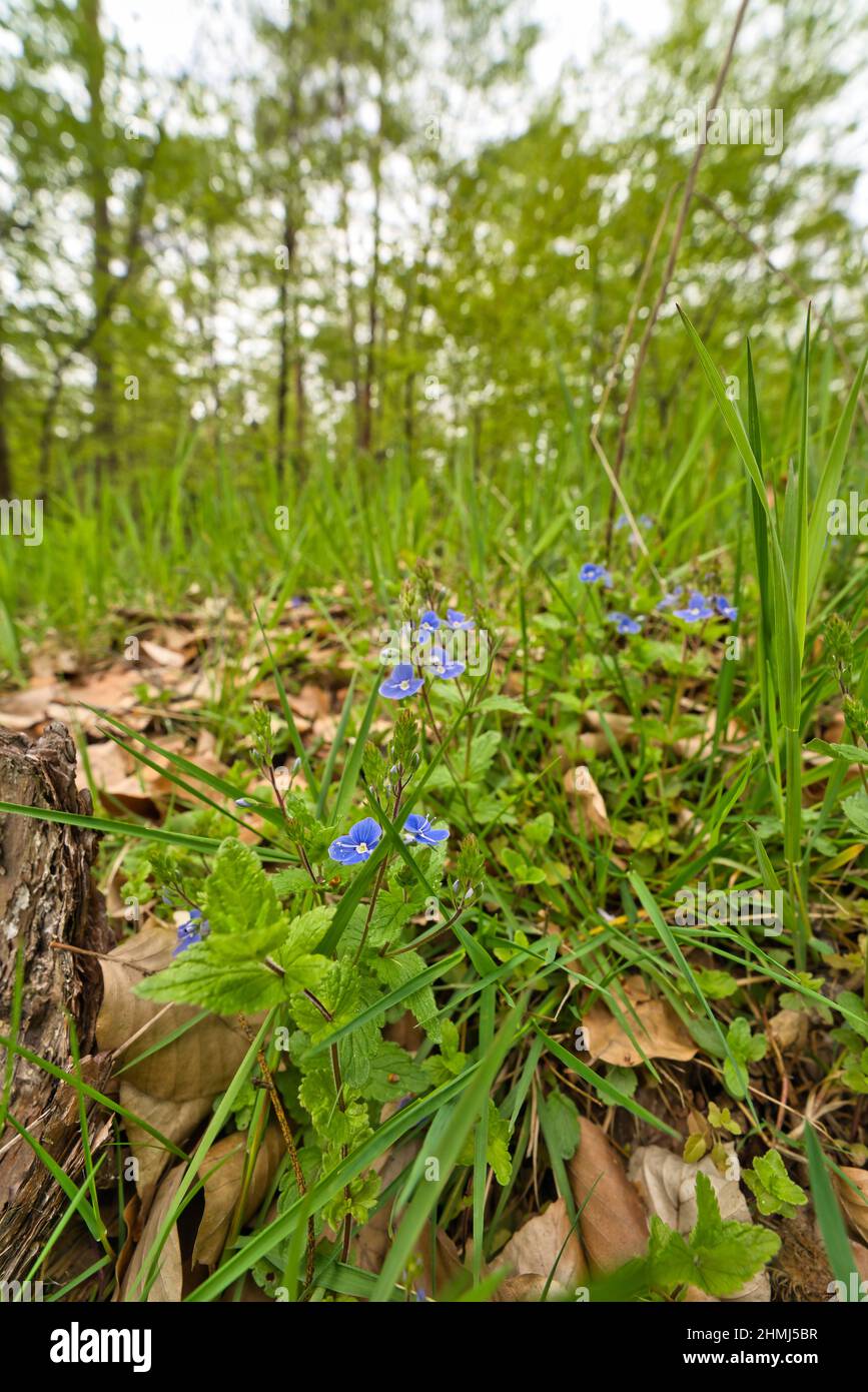 blu commelina tradescantia coelestis fiore con foglie verdi nella foresta in primavera Foto Stock