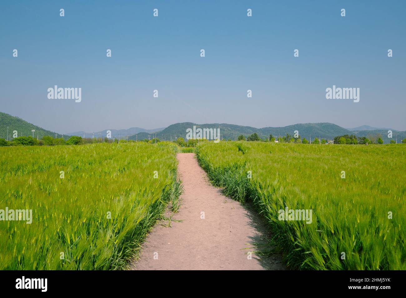 Campo d'orzo verde nel sito del tempio di Hwangnyongsa a Gyeongju, Corea Foto Stock