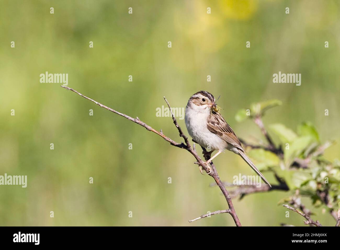 Un Sparrow di colore Clay, Spizella pallida, che tiene la preda Foto Stock