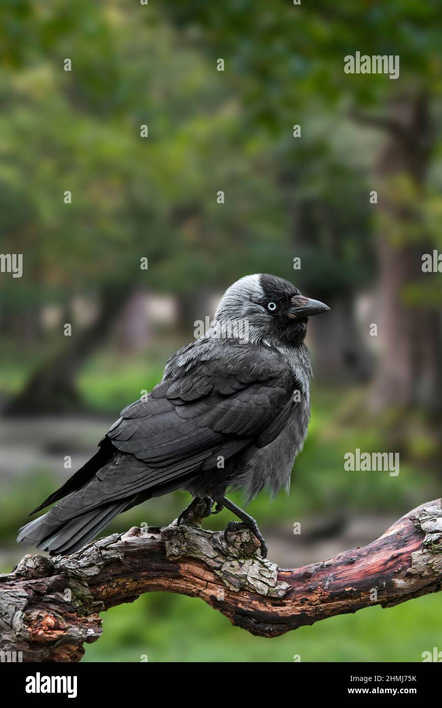 Jackdaw occidentale / jackdaw europeo (Corvus monidula / Coloeus monidula) arroccato su ramo nella foresta Foto Stock