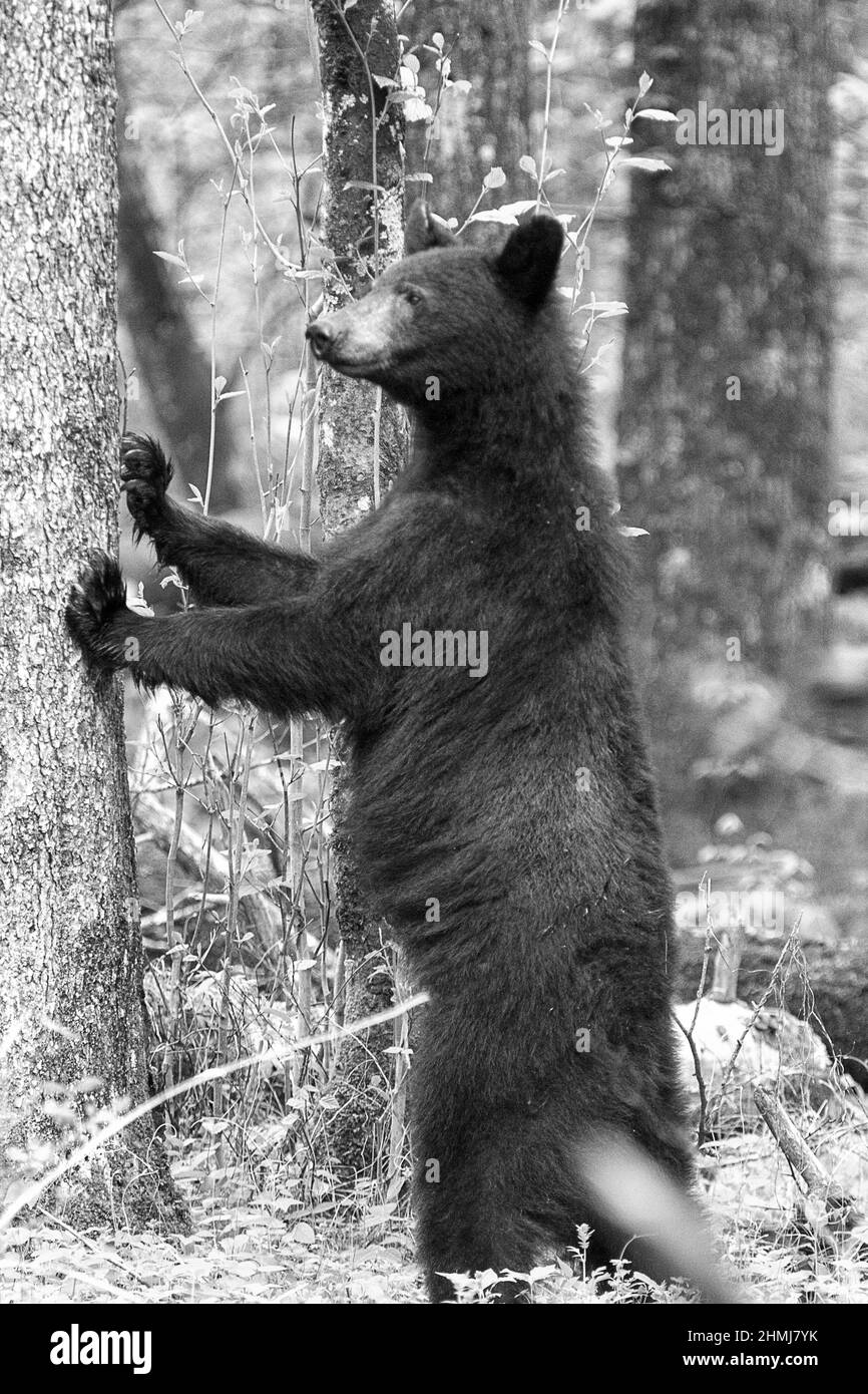 Colpo verticale bianco e nero di un orso nero sulle zampe posteriori che si guardano intorno nella foresta Foto Stock