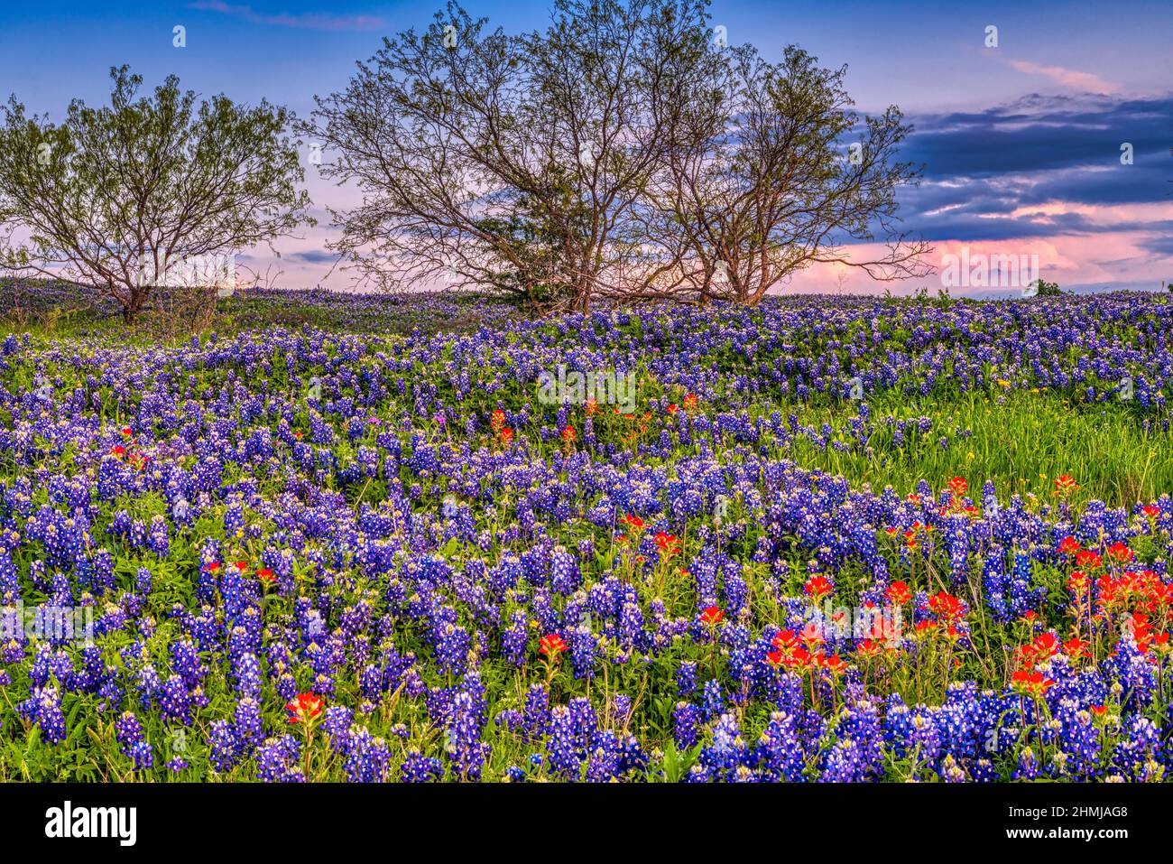Texas Bluebonnets in Hill Country Texas Foto Stock