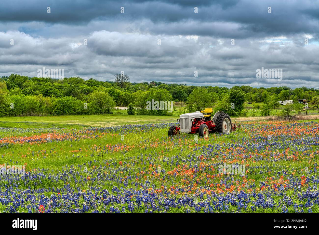 Texas Bluebonnets in Hill Country Texas Foto Stock