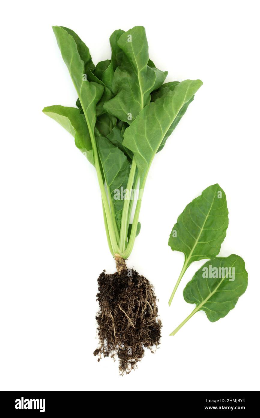 Pianta sana di spinaci organici con foglie e radice di suolo palla. Sistema immunitario che amplifica alimenti per la salute alti in antiossidanti, vitamine e minerali su bianco Foto Stock