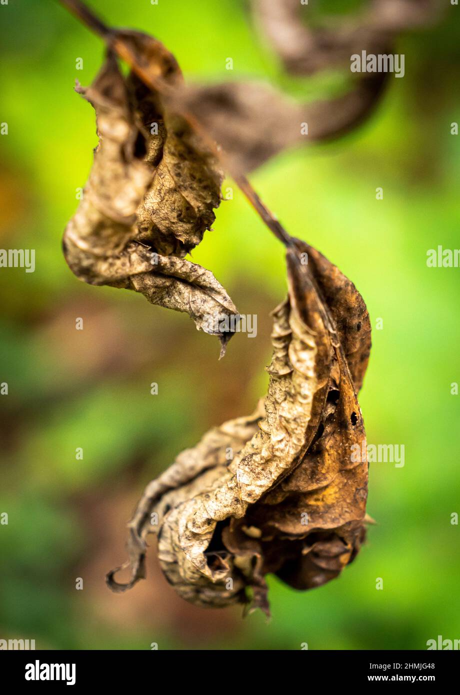 Foglie d'autunno morte secche in una foresta svizzera Foto Stock