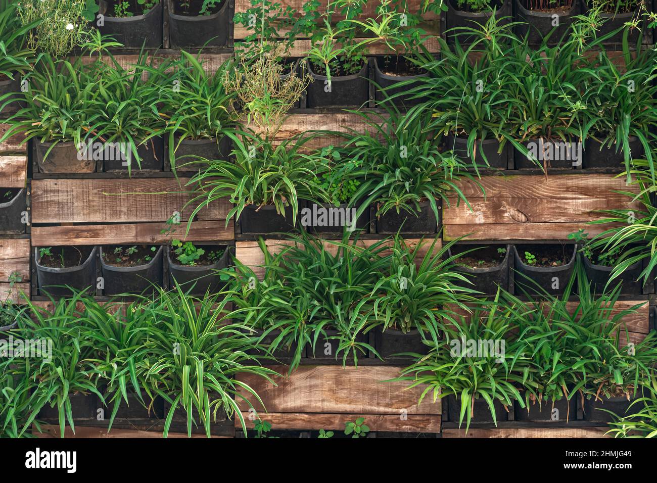 sfondo - elementi di giardinaggio verticale, muro vivente Foto Stock