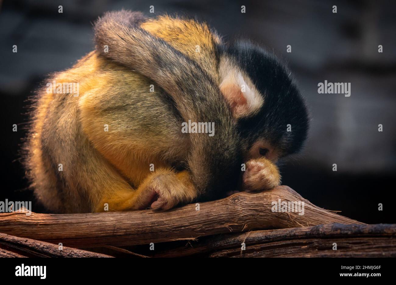furry piccola scimmia scoiattolo accoccolato in una palla, pensando alla vita Foto Stock
