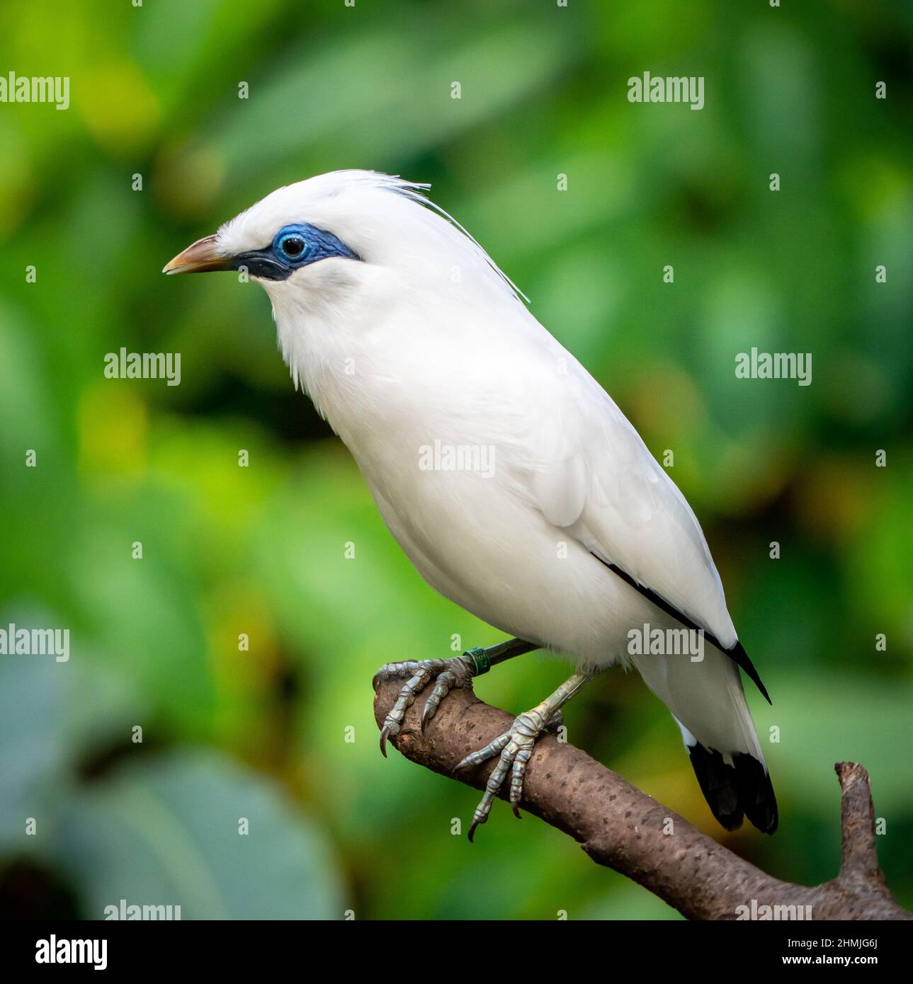 Bali Starling (o Bali myna), un uccello bianco con il blu intorno agli occhi seduto su un ramo di fronte a uno sfondo verde giungla Foto Stock