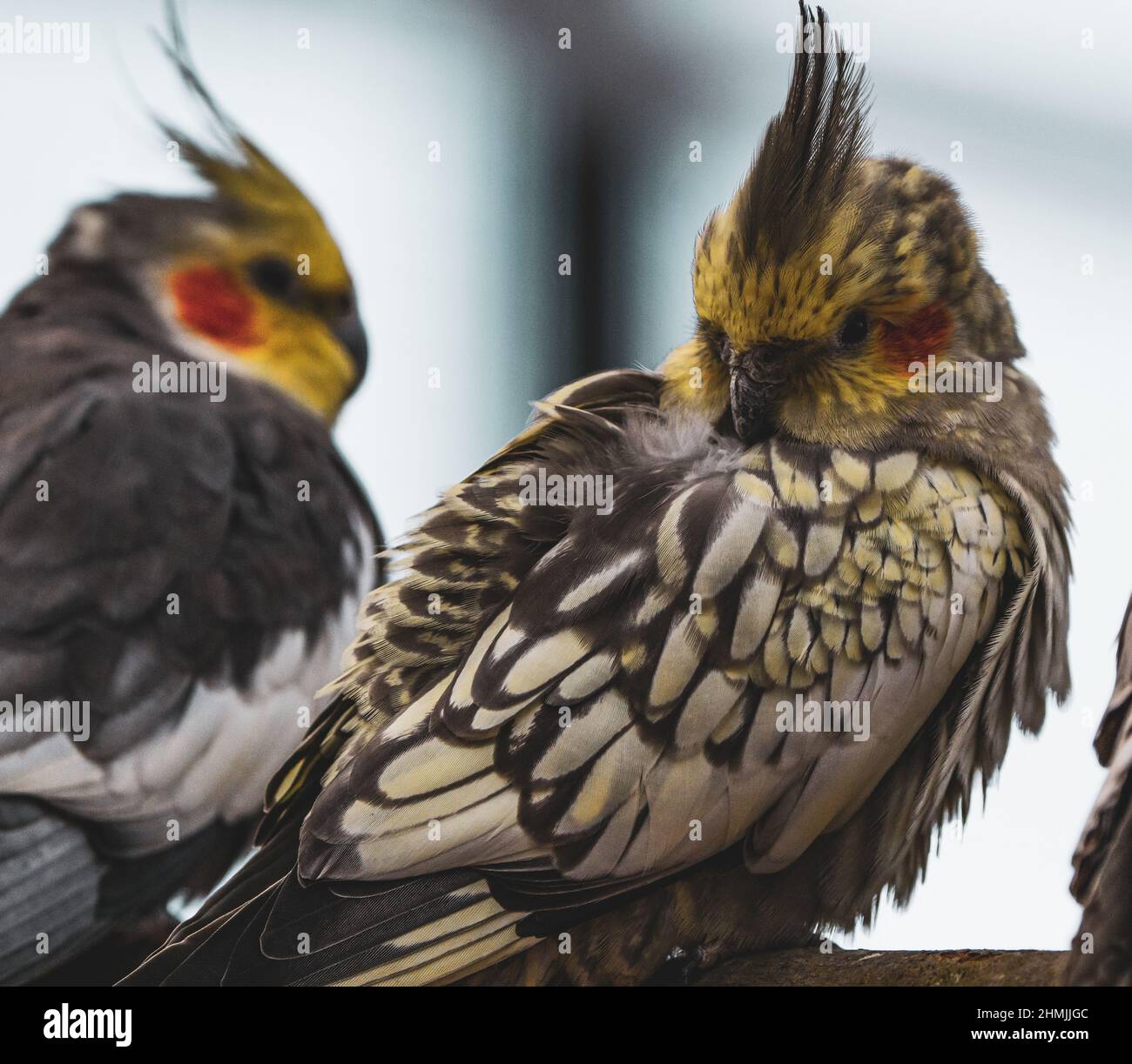 Cockatiel pappagallo giallo-grigio siede su un ramo di albero. Bei colori. Foto Stock