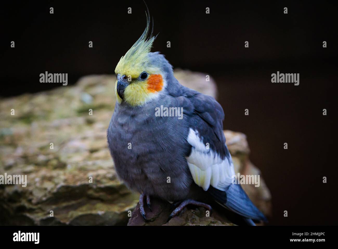 Cockatiel pappagallo giallo-grigio siede su una roccia. Bei colori. Foto Stock