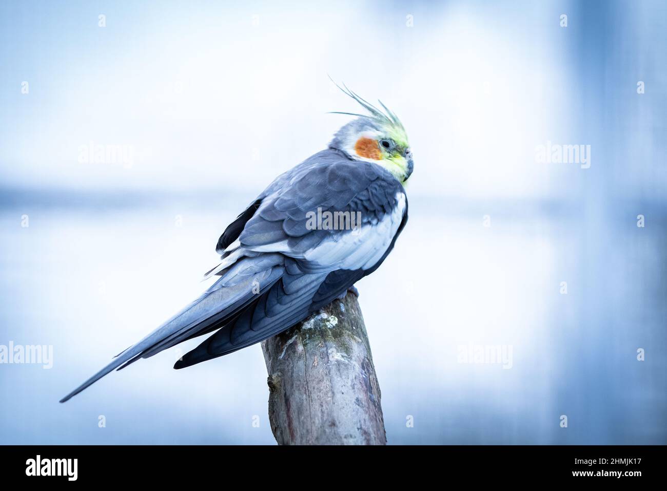 Cockatiel pappagallo giallo-grigio siede su un ramo di albero. Bei colori. Foto Stock