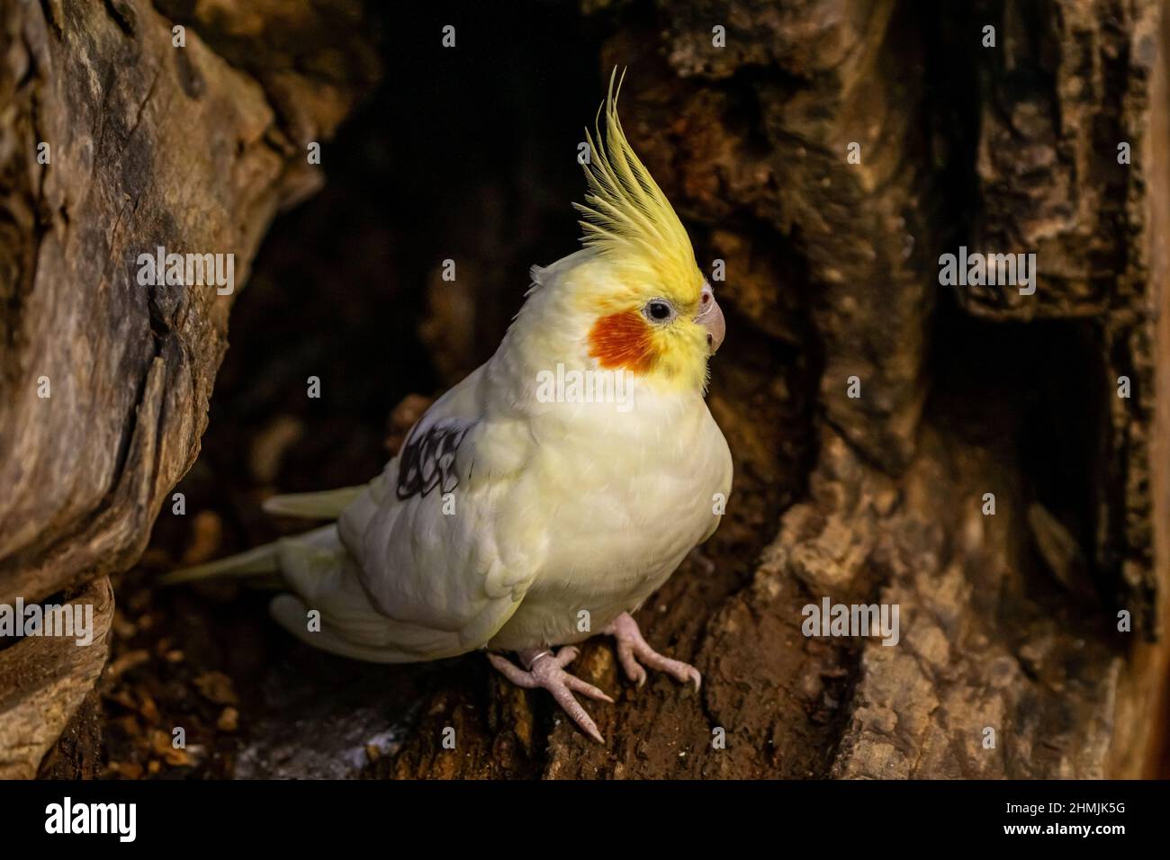 Cockatiel pappagallo giallo-grigio siede all'interno di un albero. Bei colori. Foto Stock