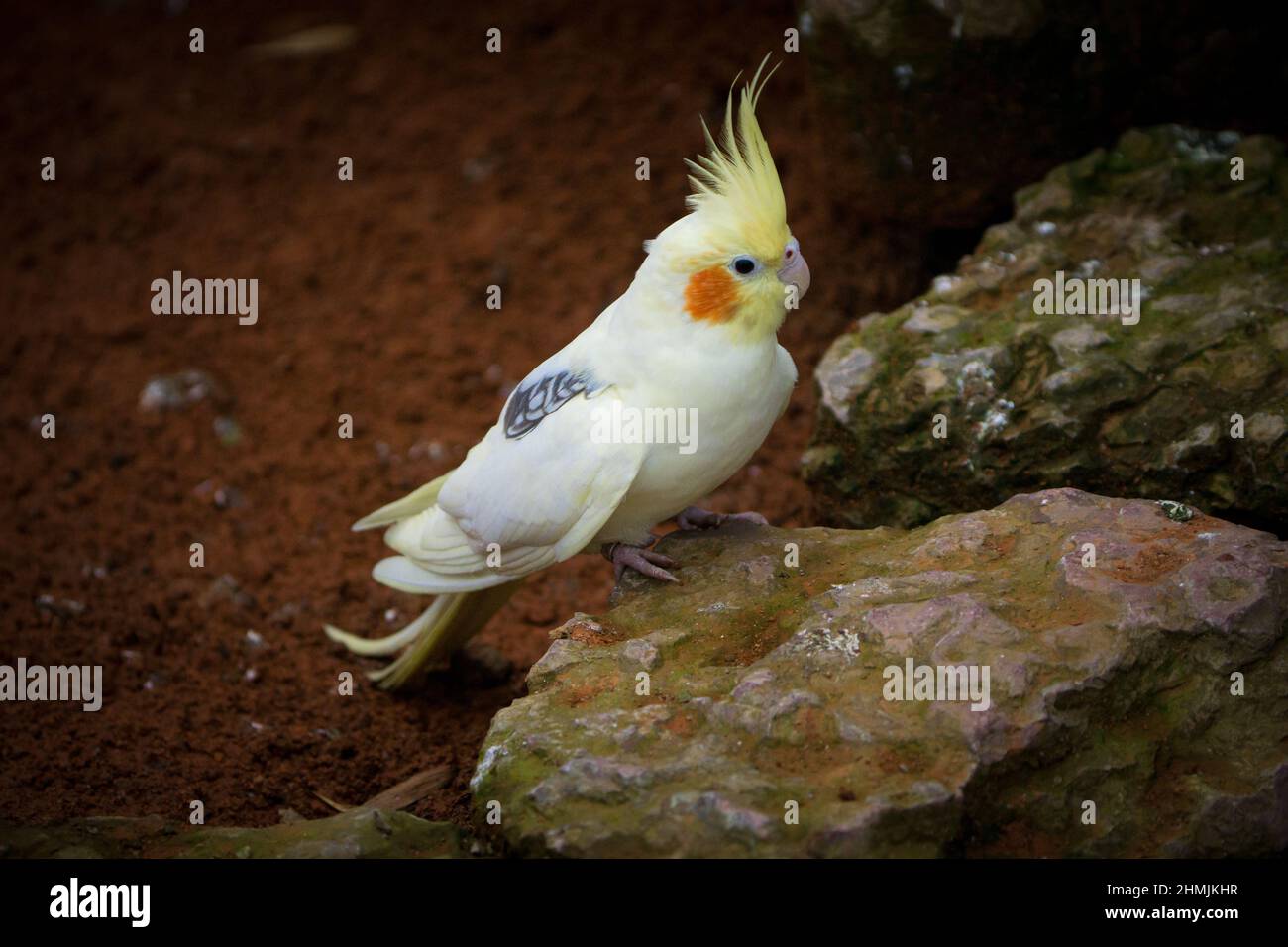 Cockatiel pappagallo giallo-grigio siede su una roccia. Bei colori. Foto Stock