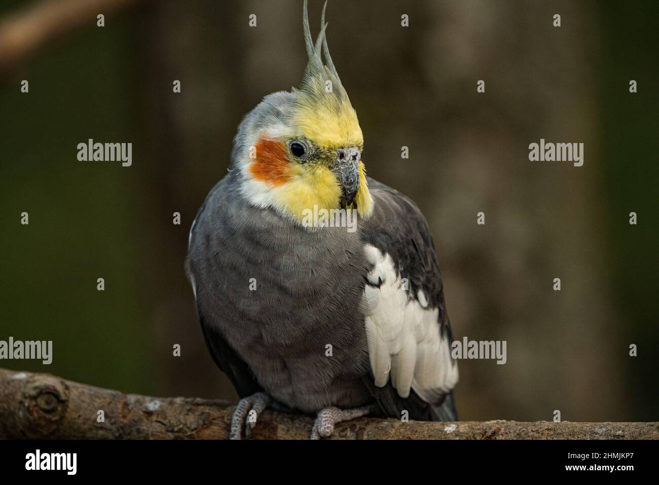 Cockatiel pappagallo giallo-grigio siede su un ramo di albero. Bei colori. Foto Stock