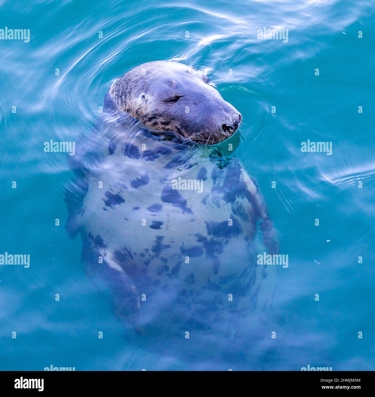 Primo piano Sigillo grigio per adulti Halichoerus Grypus appoggiato sulla superficie del mare Foto Stock