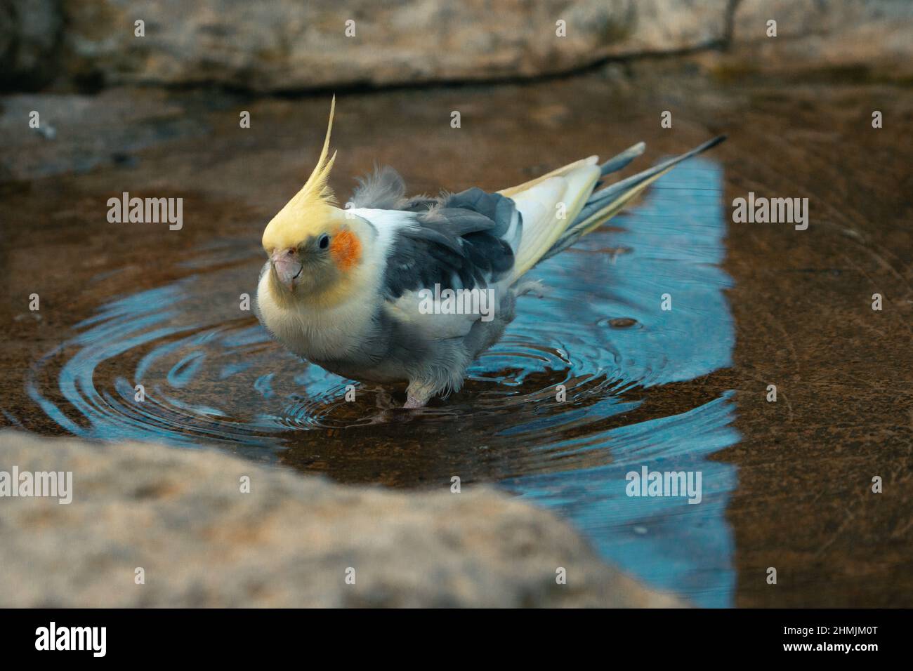 Il cockatiel di pappagallo giallo-grigio sta prendendo un bagno. Bei colori. Foto Stock