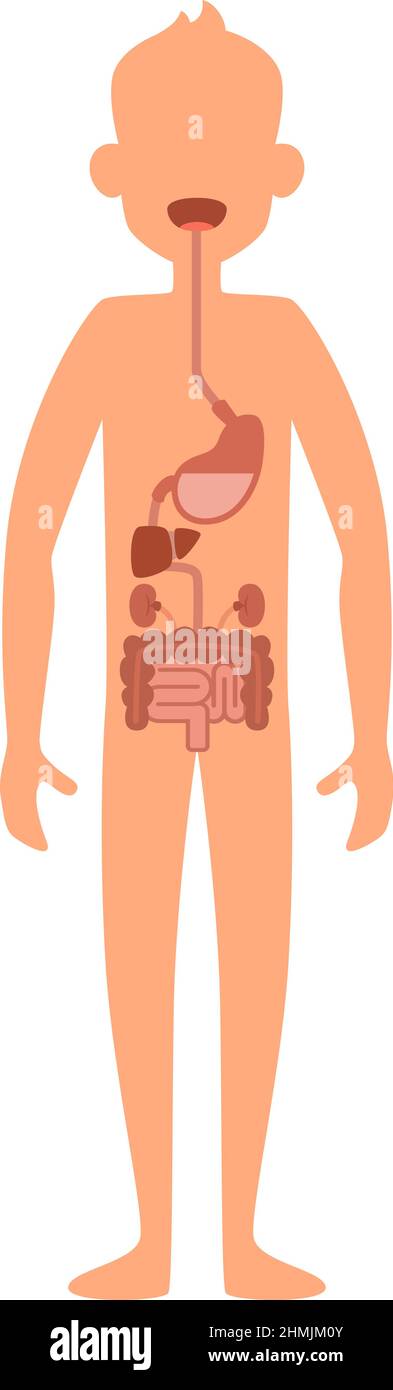 Sistema digestivo del corpo umano. Mappa anatomica dell'uomo Illustrazione Vettoriale