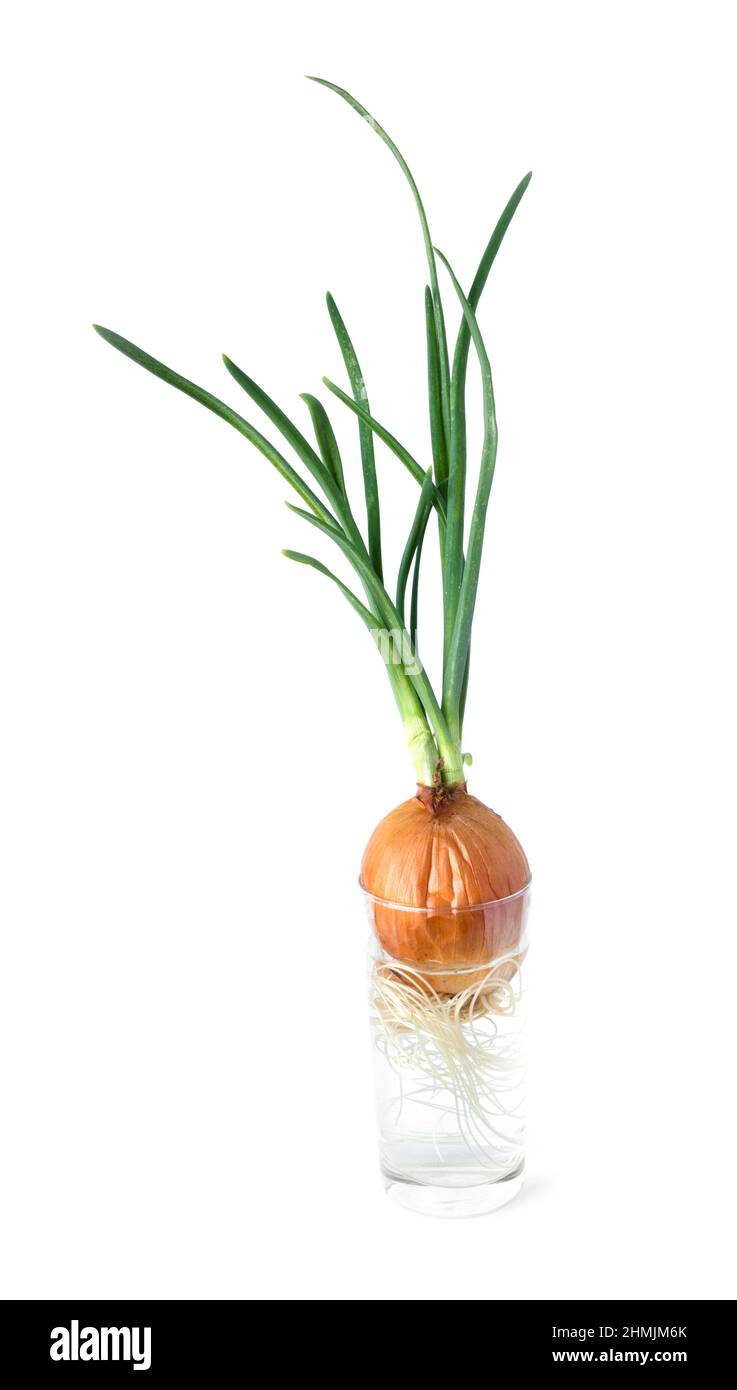 È germogliato onion head in un bicchiere di acqua su uno sfondo bianco di close-up Foto Stock